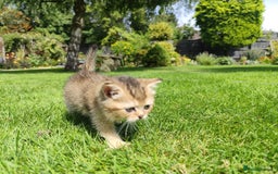 British Shorthair cats for sale: Golden British short hair - Image 8