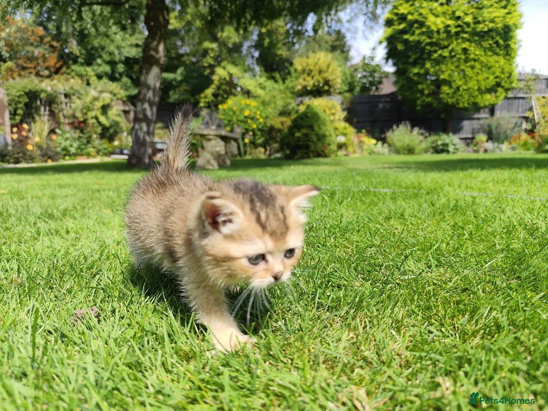 British Shorthair cats for sale: Golden British short hair - Image 8