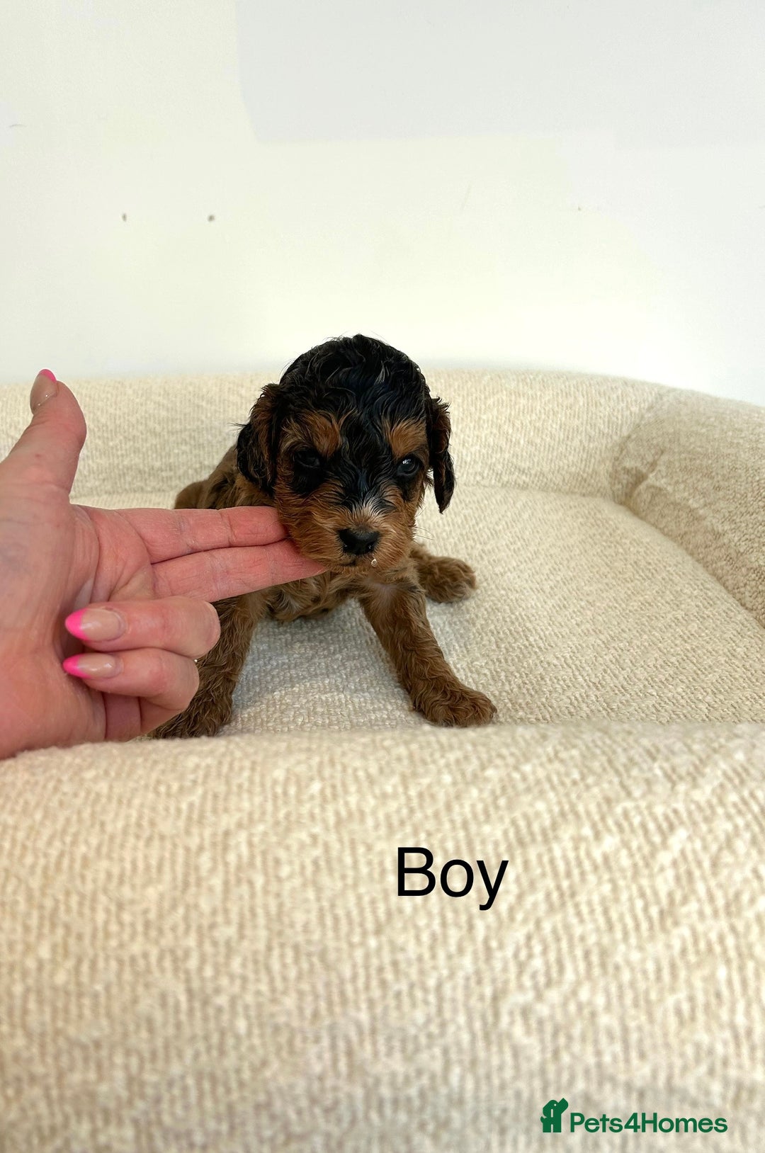 Cockapoo dogs for sale: Amazing mix of colours F1 Cockapoo pups - Image 14