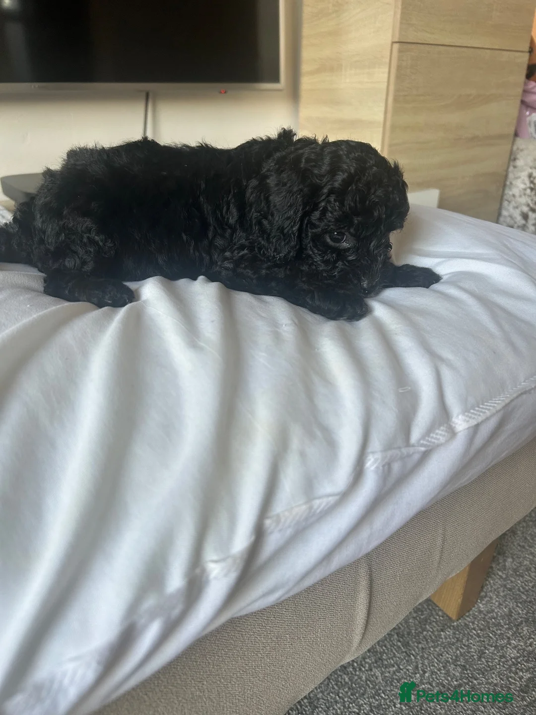 Cavapoo dogs for sale: Adorable Cavapoo pups - Advert 7