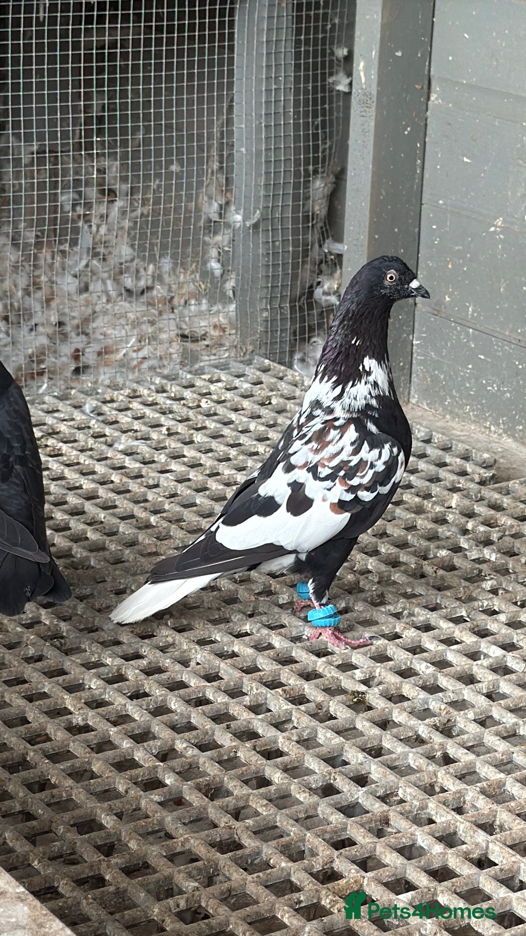 Pigeons birds for sale: Pigeons in Manchester - Image 8