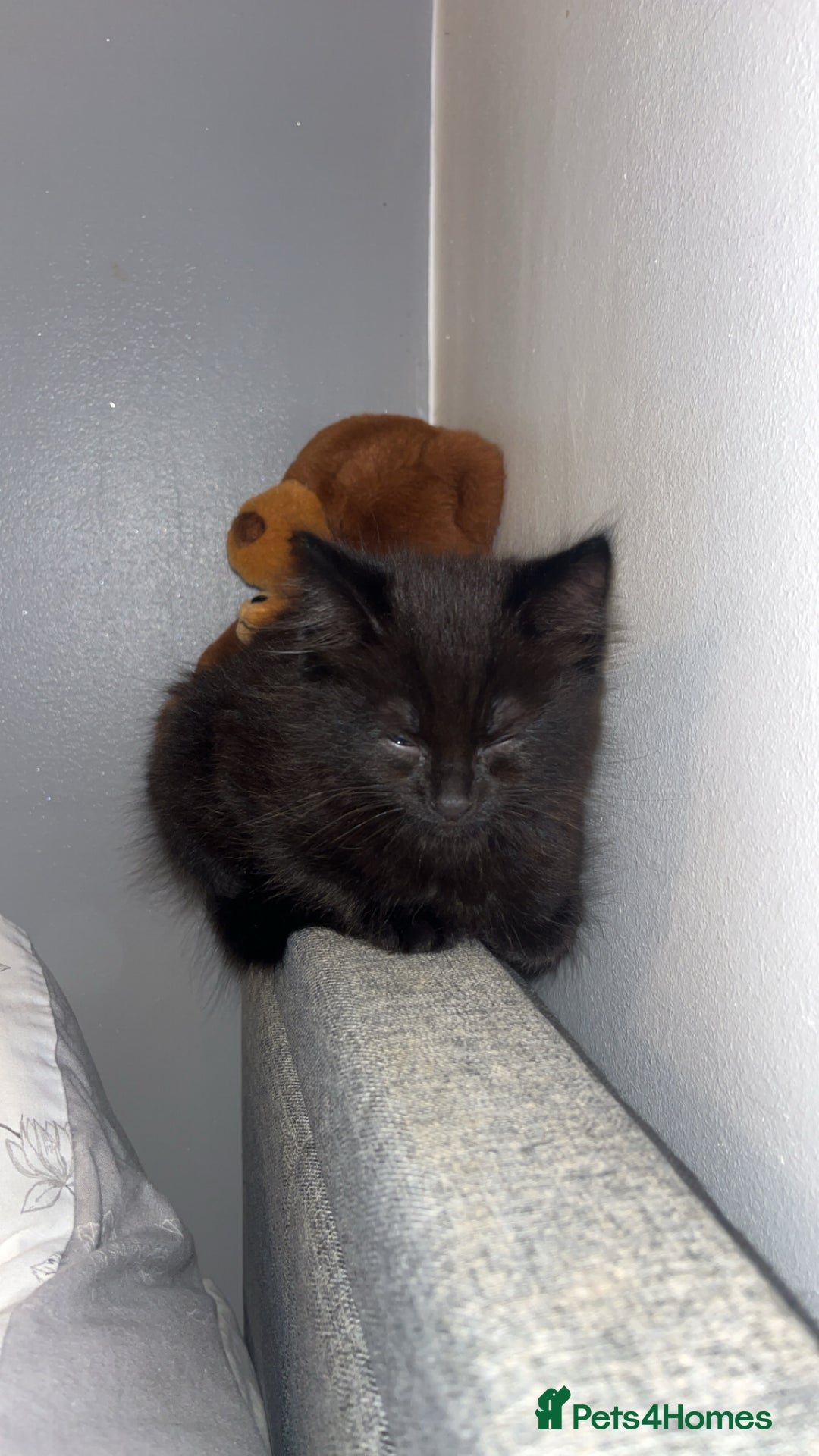 Domestic Shorthair cats for sale: Black cat - Advert 1