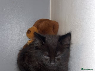 Domestic Shorthair cats Black cat - Advert 1