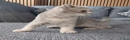 Scottish Fold cats for sale: Affectionate Lovable Scottish Babies - Advert 9