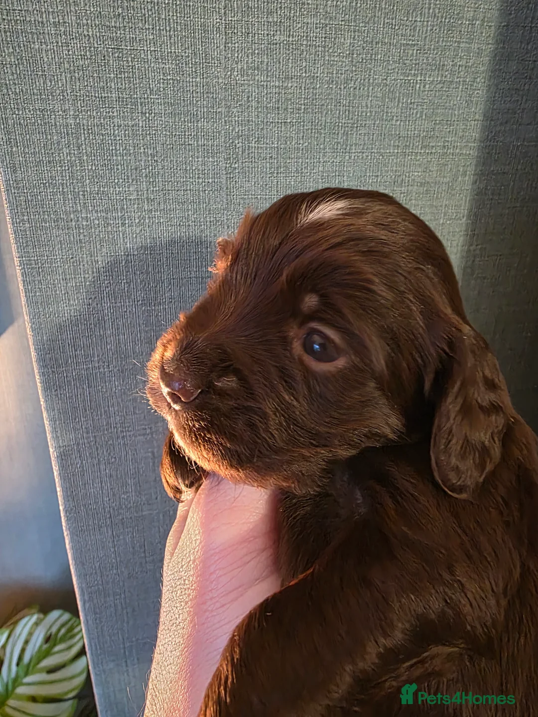 Cocker Spaniel dogs for sale: Choc roan cocker spaniel pups  - Advert 34