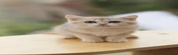 British Shorthair cats for sale: TICA Blue Golden BSH/BLH kittens looking for homes - Advert 10