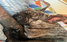 French Bulldog dogs for sale: French bulldog - Image 4