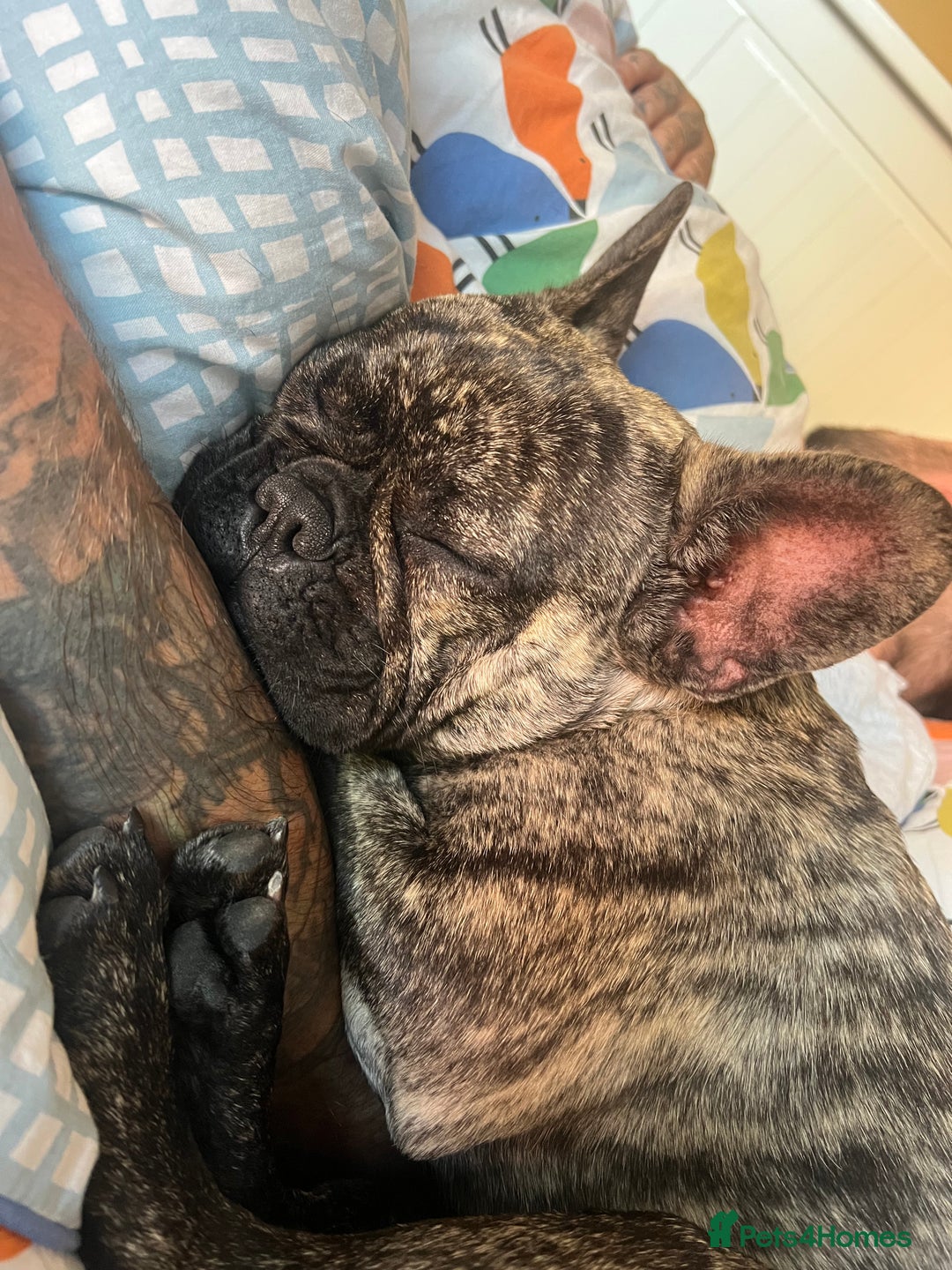 French Bulldog dogs for sale: French bulldog - Image 4