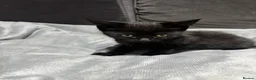 Domestic Shorthair cats for sale: domestic shorthair kittens - Advert 6
