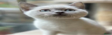 British Shorthair boy