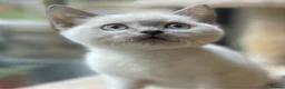 British Shorthair cats for sale: Beautiful lilac colour point British shorthair  - Advert 7
