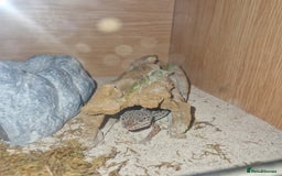 Gecko reptiles for sale: Leopard geko - Advert 3