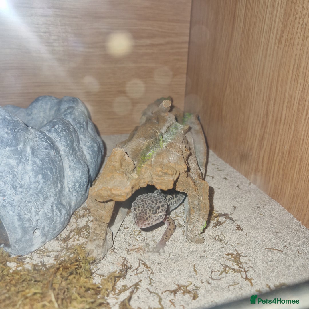 Gecko reptiles for sale: Leopard geko - Advert 3