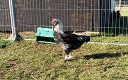 Chickens poultry for sale: Trio salmon faverolles - Image 3