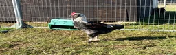 Chickens poultry for sale: Trio salmon faverolles - Advert 3