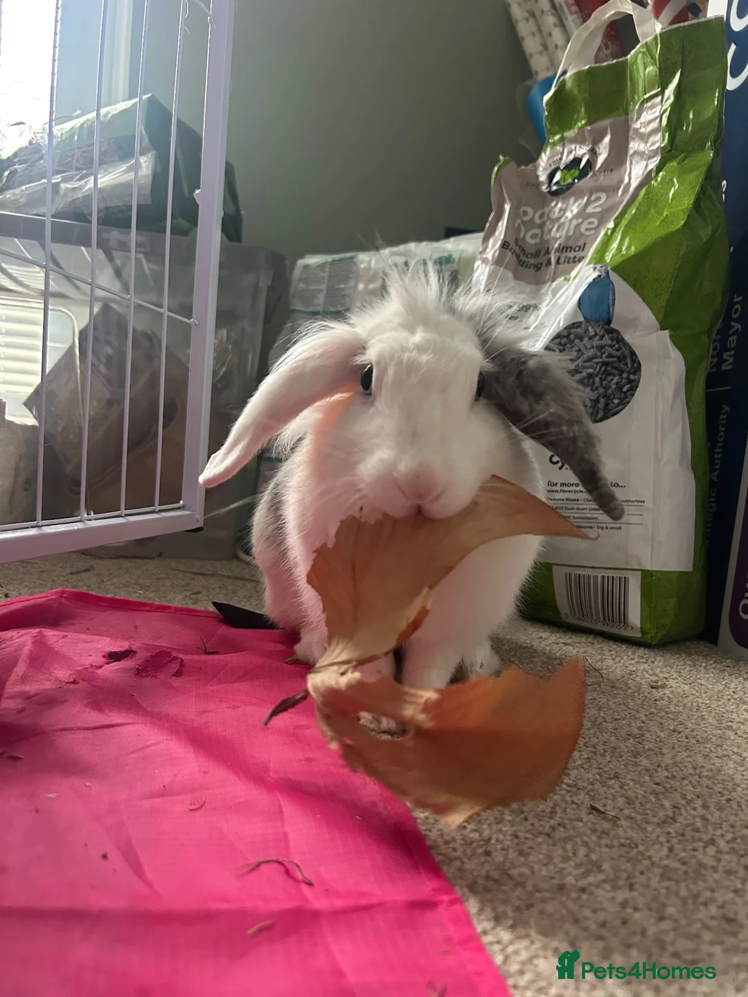 Lionhead rabbits for sale: Lionhead female in Newcastle upon Tyne - Advert 2