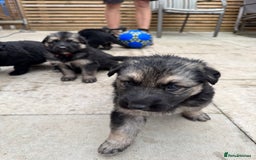 German Shepherd dogs for sale: Stunning top quality German shepherd puppies - Image 23