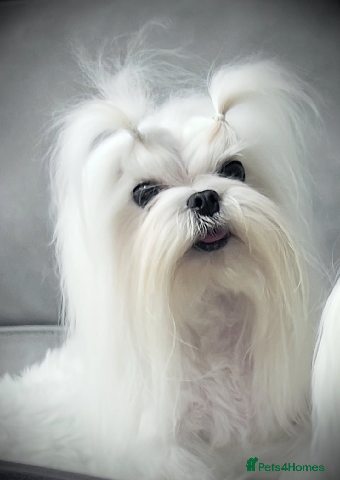 Maltese dogs for sale: Beautiful Korean Maltese puppies - Advert 4