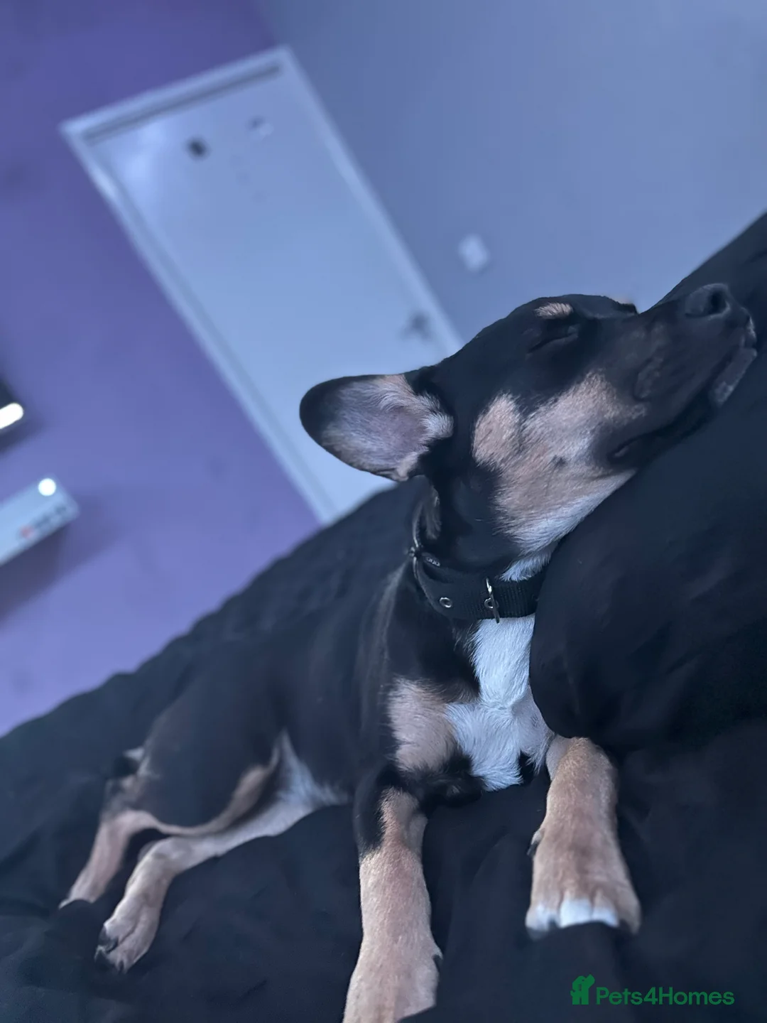 Mixed Breed dogs for sale: Mother and son  - Advert 13