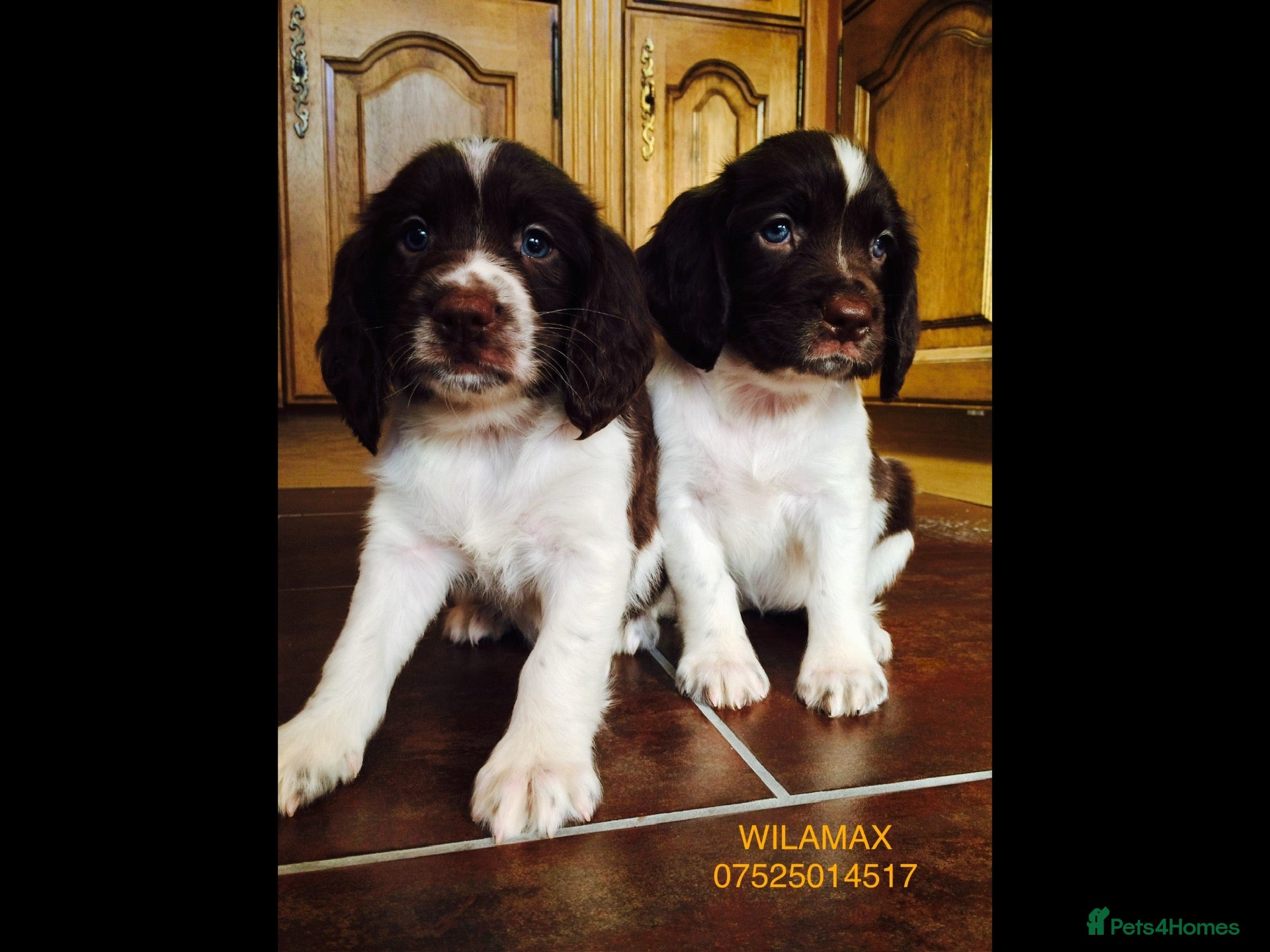 English Springer Spaniel dogs GORGEOUS ENGLISH SPRINGER SPANIEL PUPPIES - Advert 2