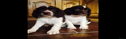 English Springer Spaniel dogs for sale: GORGEOUS ENGLISH SPRINGER SPANIEL PUPPIES - Advert 7