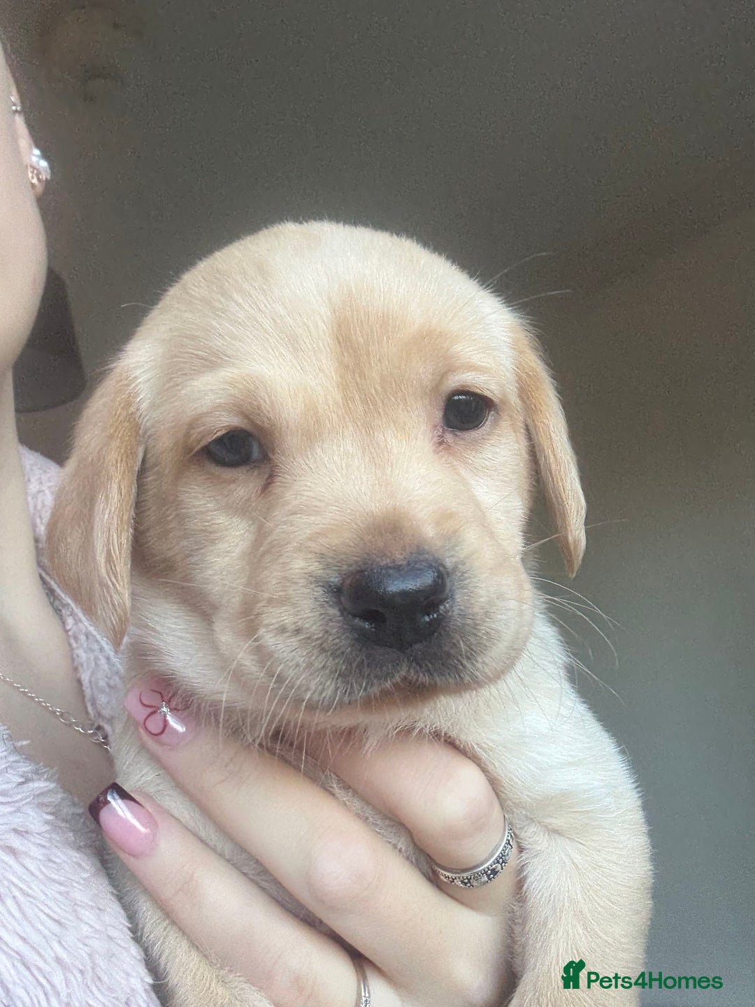 Labrador Retriever dogs for sale: Labrador puppies.  - Advert 37