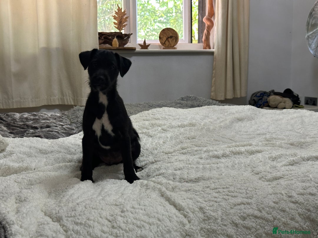 Patterjack dogs for sale:  🐾 Patterdale x Jack Russell Puppies 🐾 - Image 17