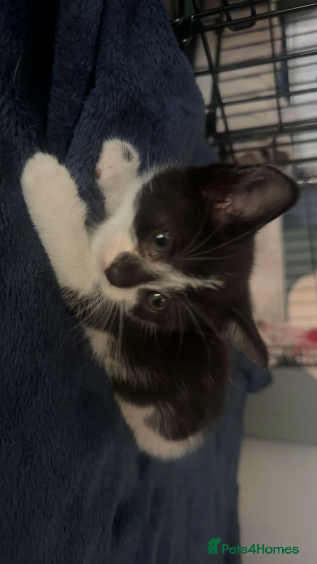 Mixed Breed cats for sale: Mixed breed black and white kittens - Advert 2