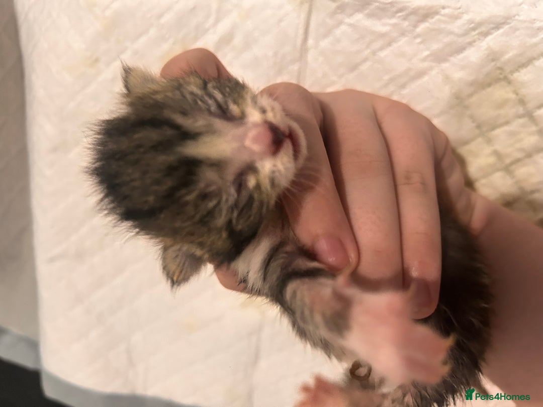 Mixed Breed cats for sale: Ragdoll x DSH Calico kittens - Image 11