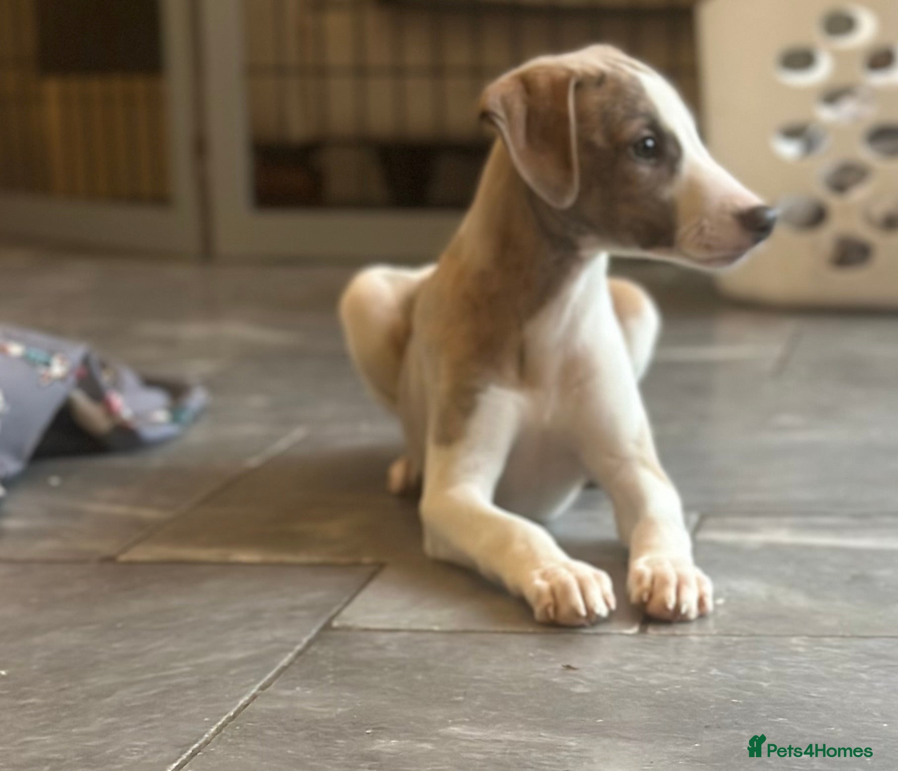 Whippet dogs 1 boy available  - Advert 1