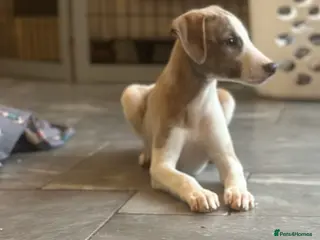 Whippet dogs 1 boy available - Advert 1