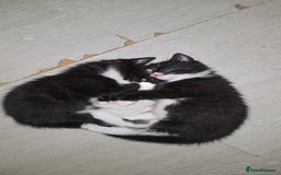 Domestic Shorthair cats for sale: 4 beautiful loving kittens for sale  - Image 3