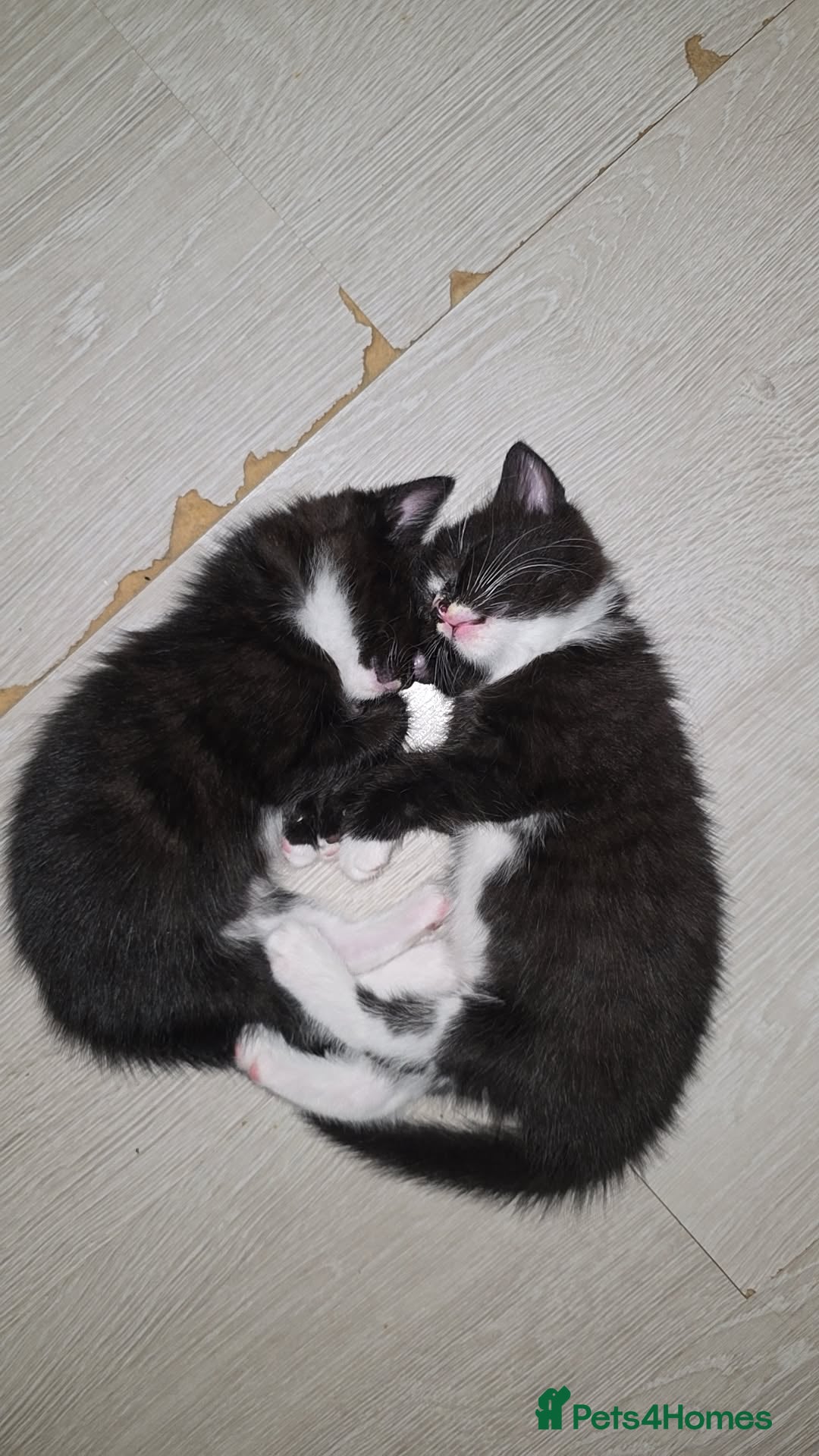 Domestic Shorthair cats for sale: 4 beautiful loving kittens for sale  - Image 3