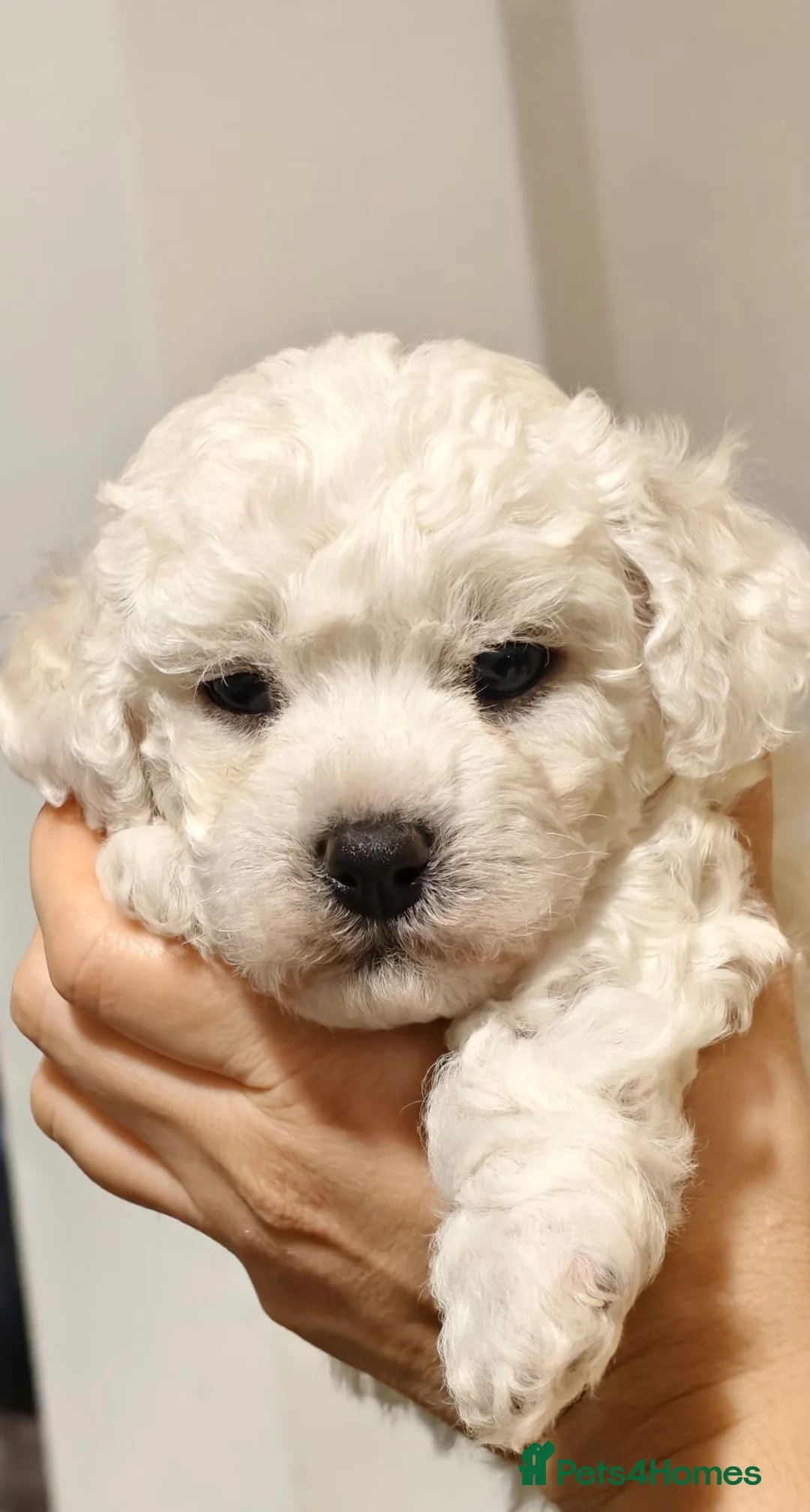 Bichon Frise dogs for sale: Sweet Bichon Frise puppies- Champion Bloodline  - Advert 2