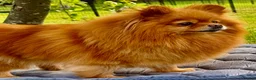 Pomeranian dogs for adoption: Juliet – Female Pomeranian (Young Rescue) - Advert 11