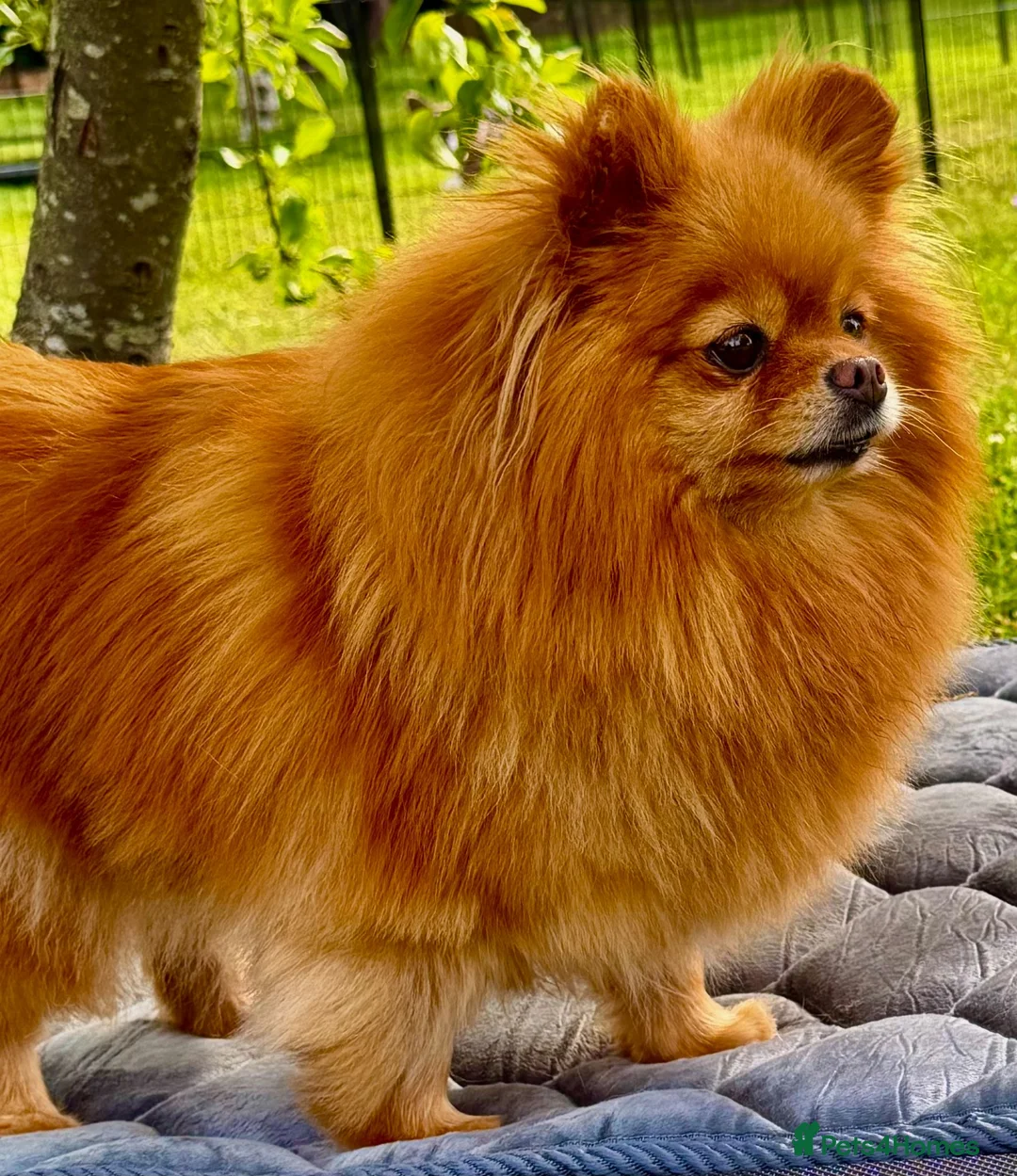 Pomeranian dogs for adoption: Juliet – Female Pomeranian (Young Rescue) - Advert 11