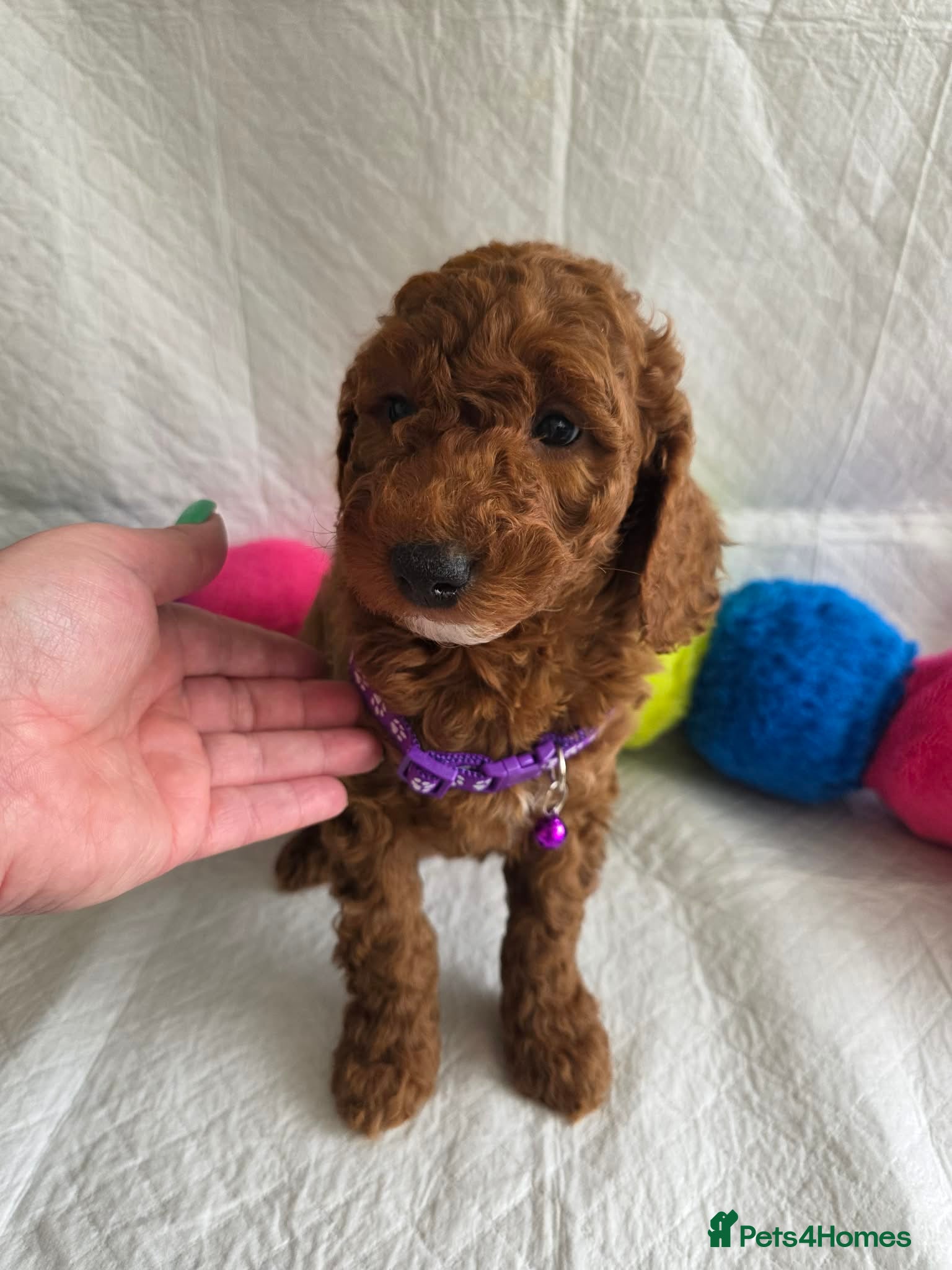 Irish Doodle dogs 👑Superb Rare Toy/Mini Deepest Red Irish Doodles👑 - Advert 2