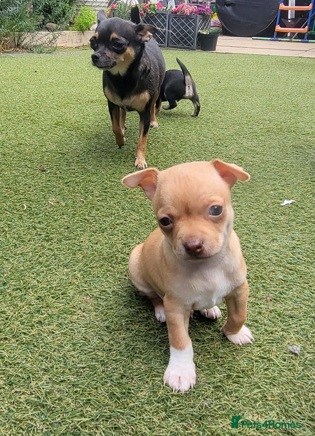 Chihuahua dogs for sale: 2 beautiful boys for sale  in Loughborough - Image 18