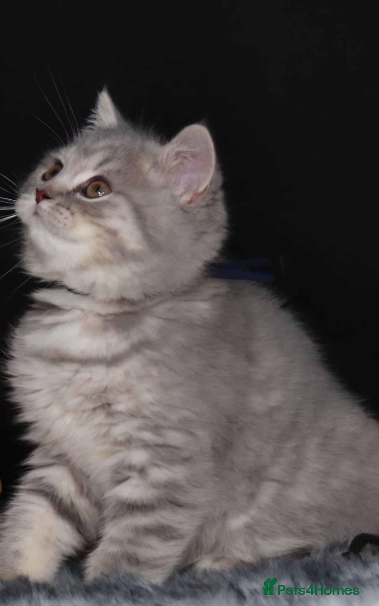 British Shorthair cats Golden Registered British shorthair kittens  - Advert 4