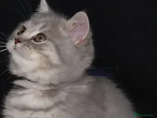 British Shorthair cats Golden Registered British shorthair kittens - Advert 4