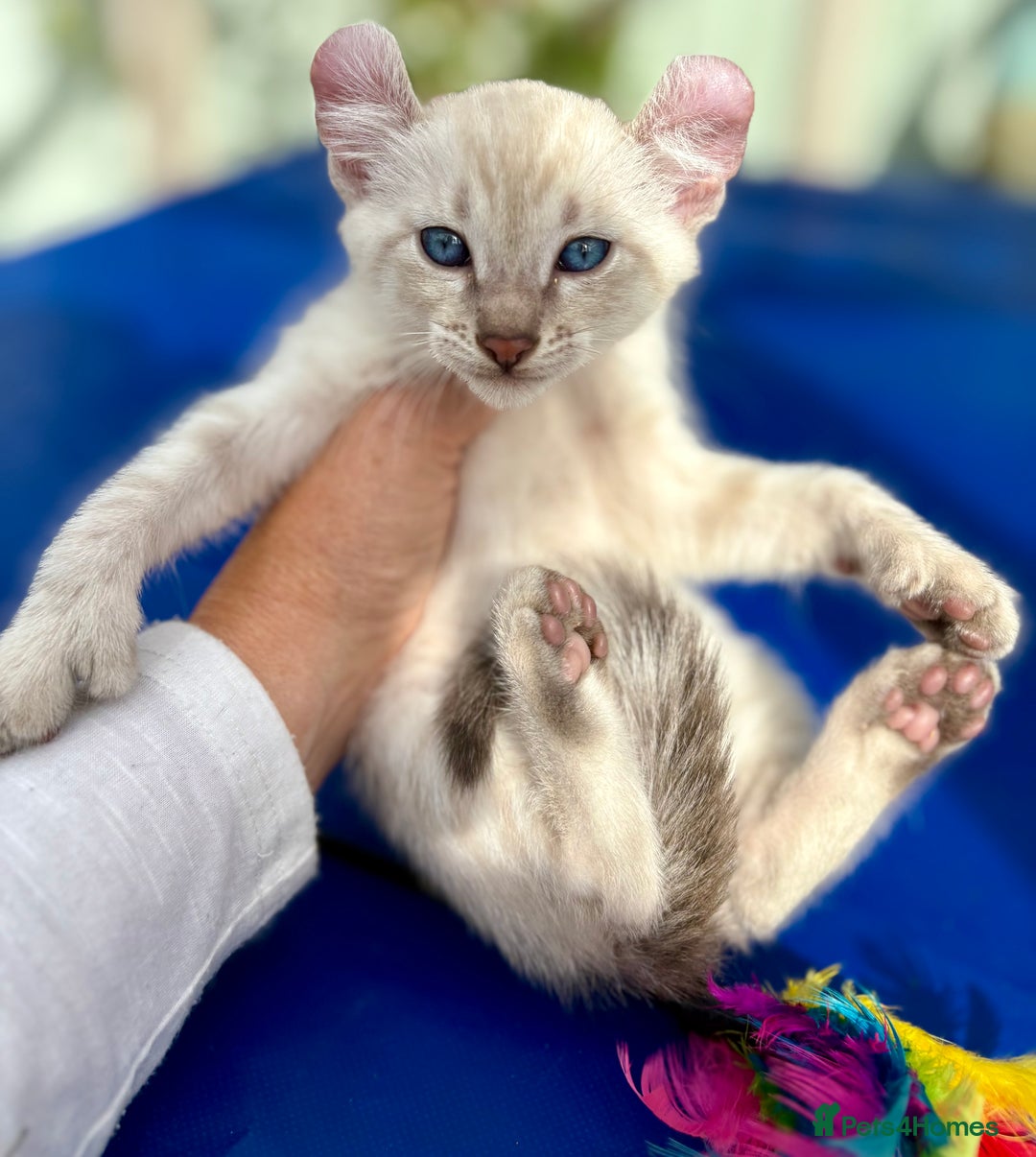 Bengal cats for sale: Gob smacking rare kittens  - Image 37