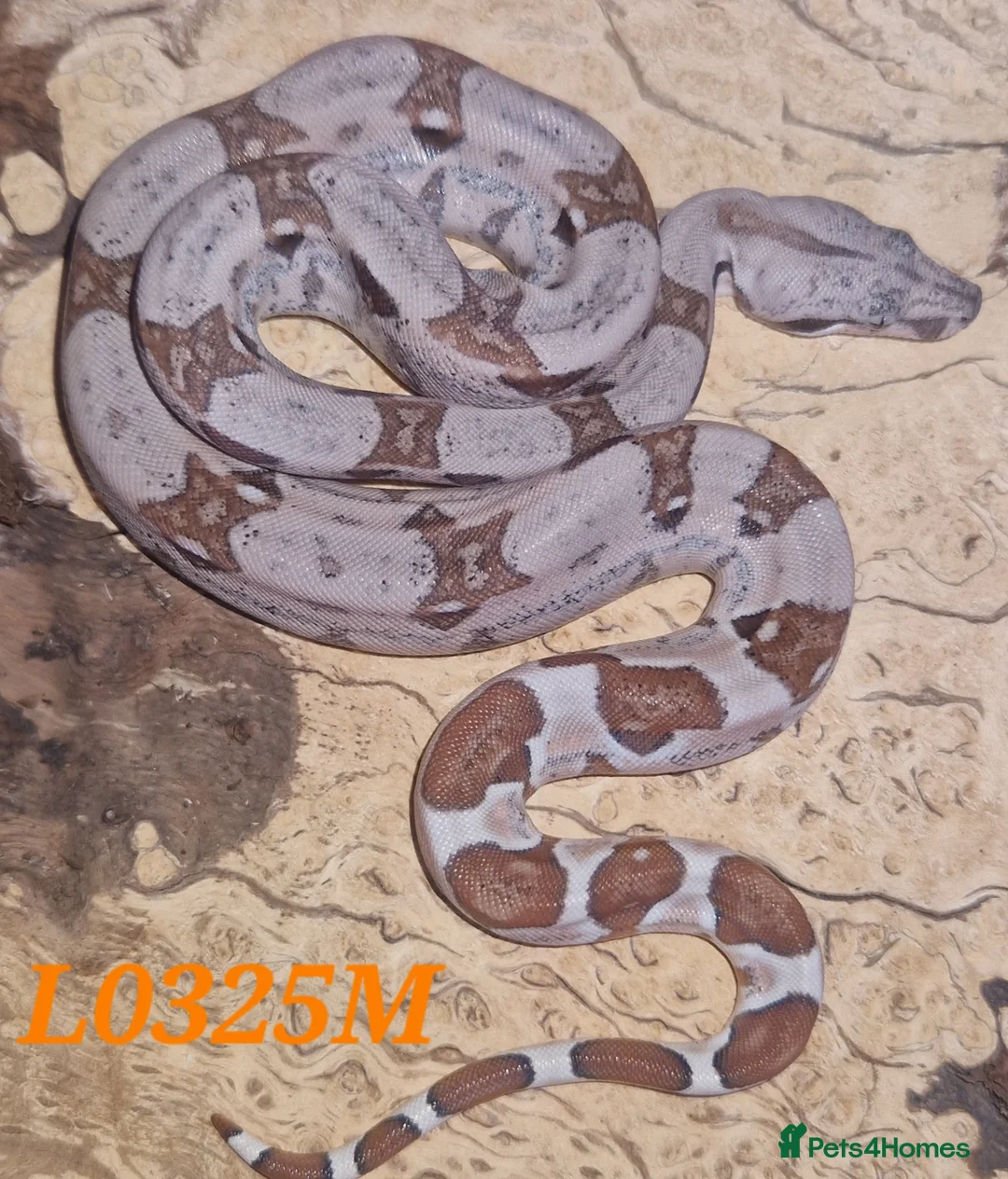 Boa Snake reptiles for sale: Choice of 2024/25 VPI Boa morphs, male and female. - Advert 7
