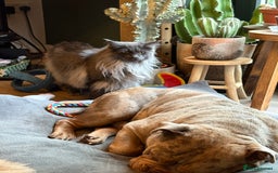 Olde English Bulldogge dogs for sale: Bruno - Advert 2