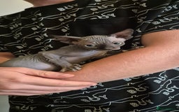 Sphynx cats for sale: Silver elf and black little babies - Image 5