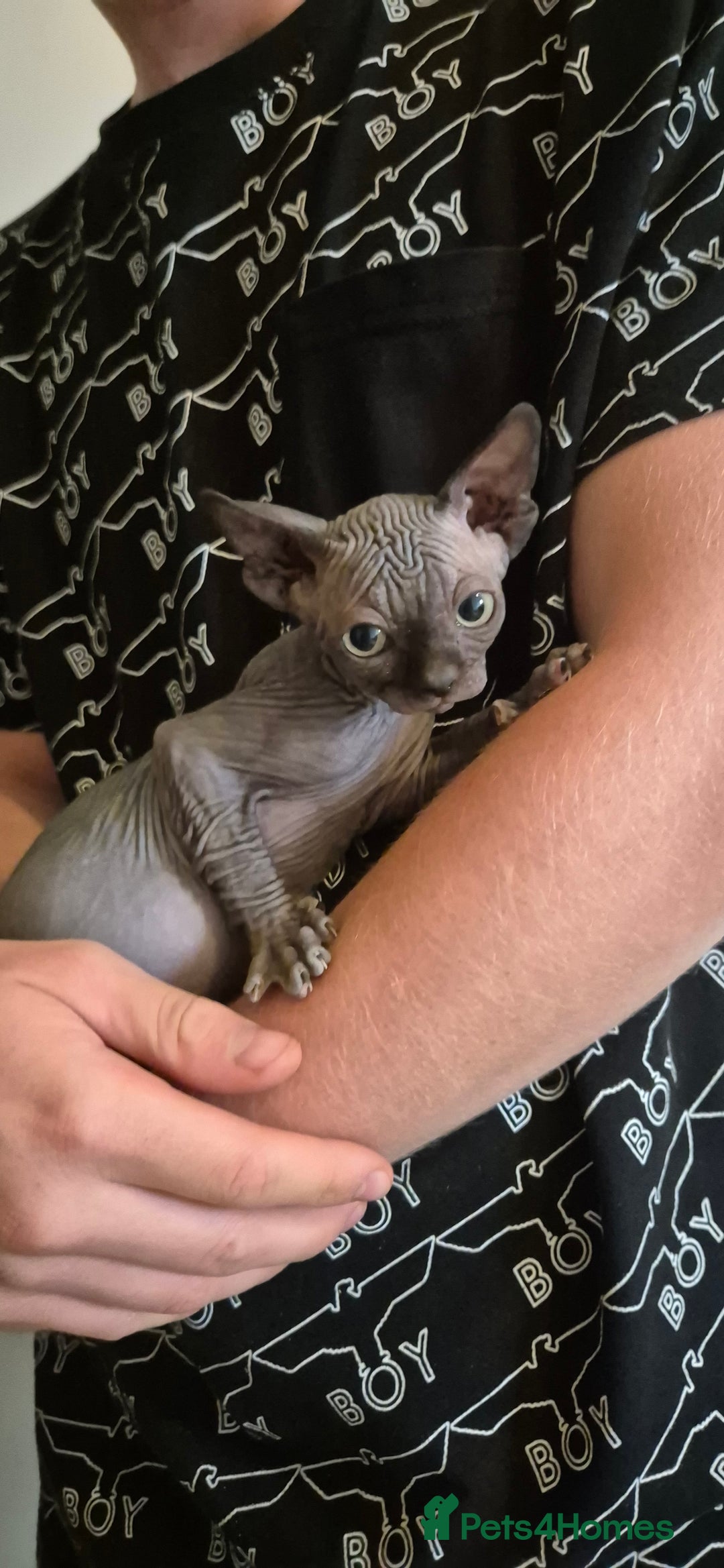 Sphynx cats for sale: Silver elf and black little babies - Image 5