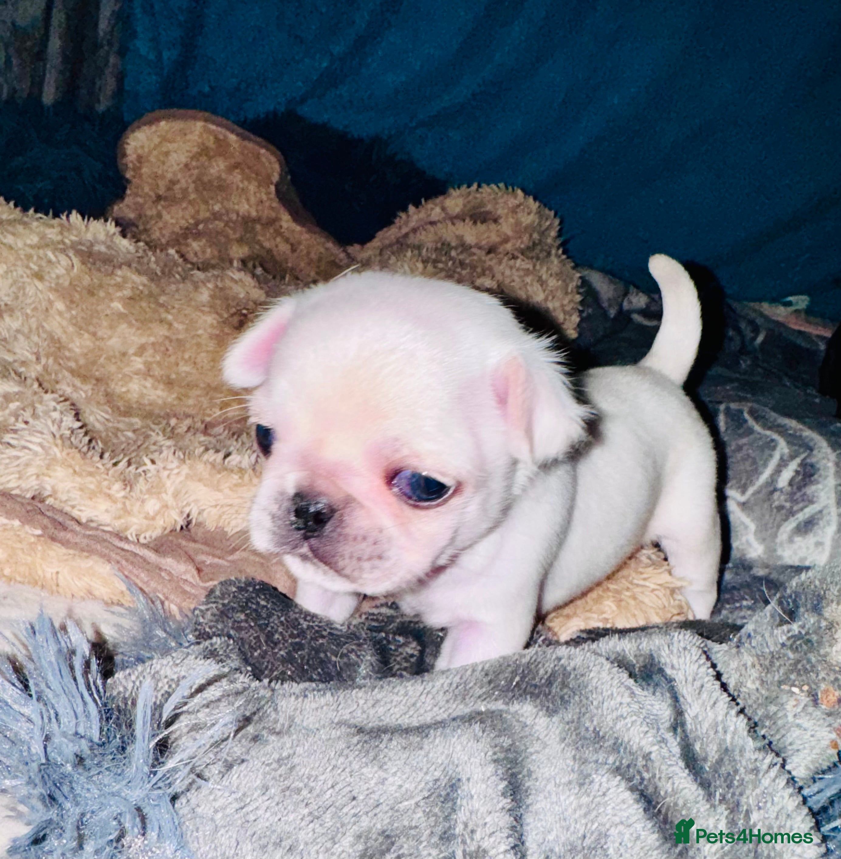 Pug dogs Pug puppies  - Advert 5