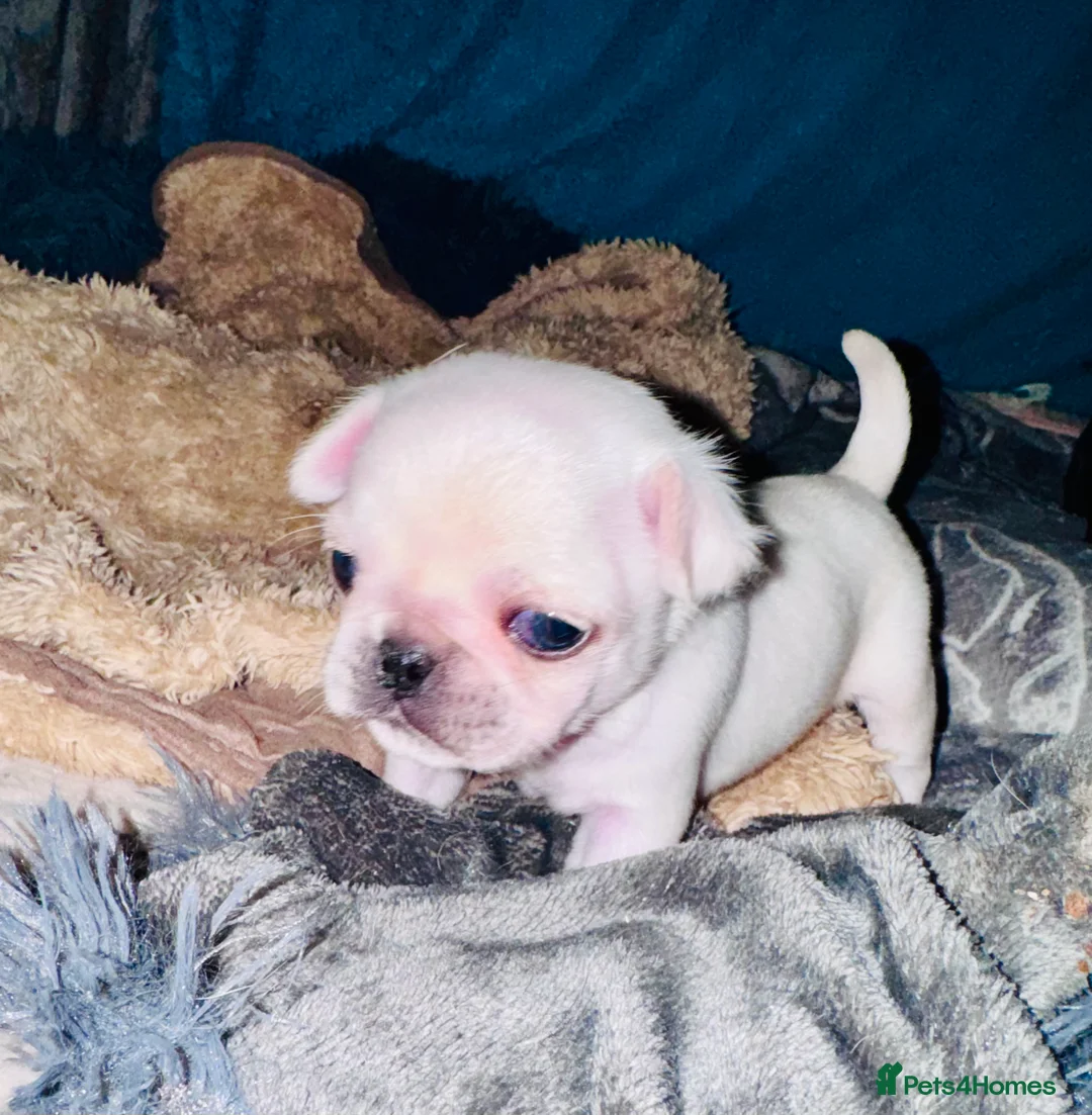 Pug dogs for sale: Pug puppies  - Advert 1