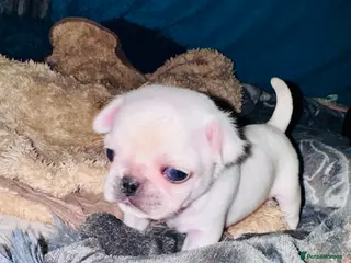 Pug dogs Pug puppies - Advert 5