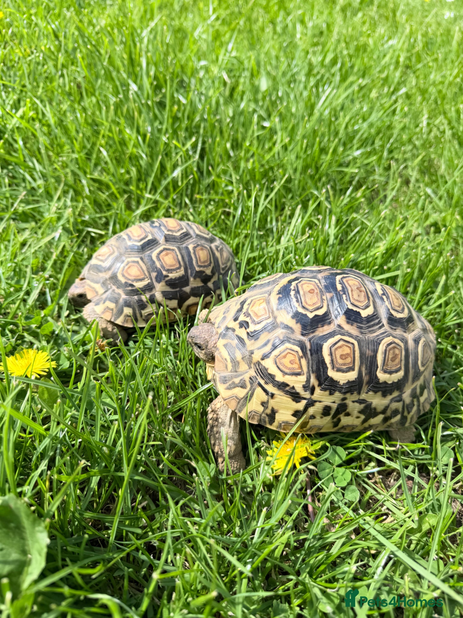 Tortoise reptiles Leopard Tortoise with setup - Advert 1