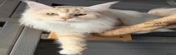 Maine Coon cats for sale: Maine coon girl 1year old  - Advert 8